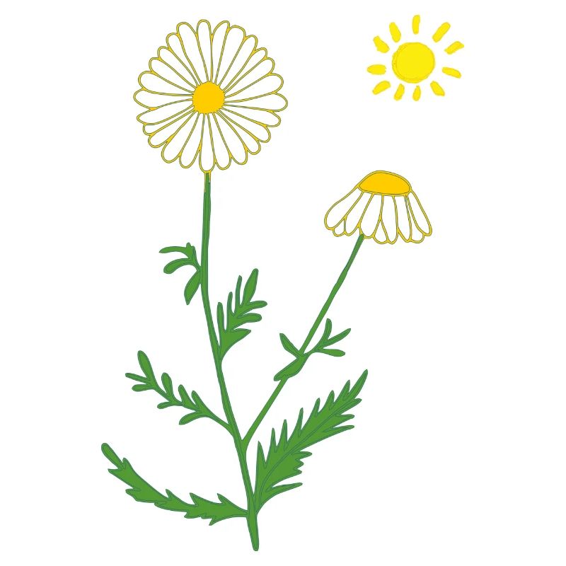 Chamomile with sun