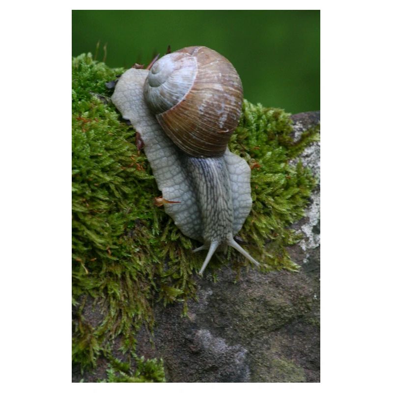 Le murmure de l’escargot dans la mousse