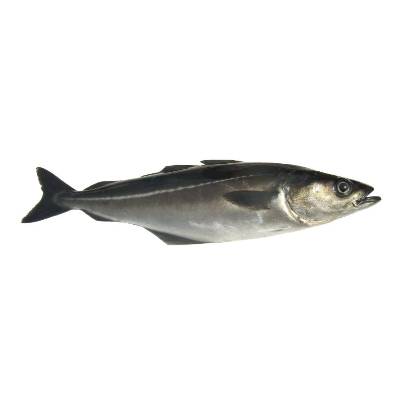 Fisch Pollack