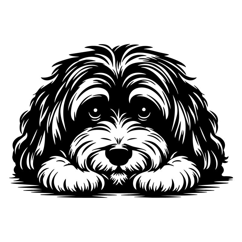 Havanese head with paws