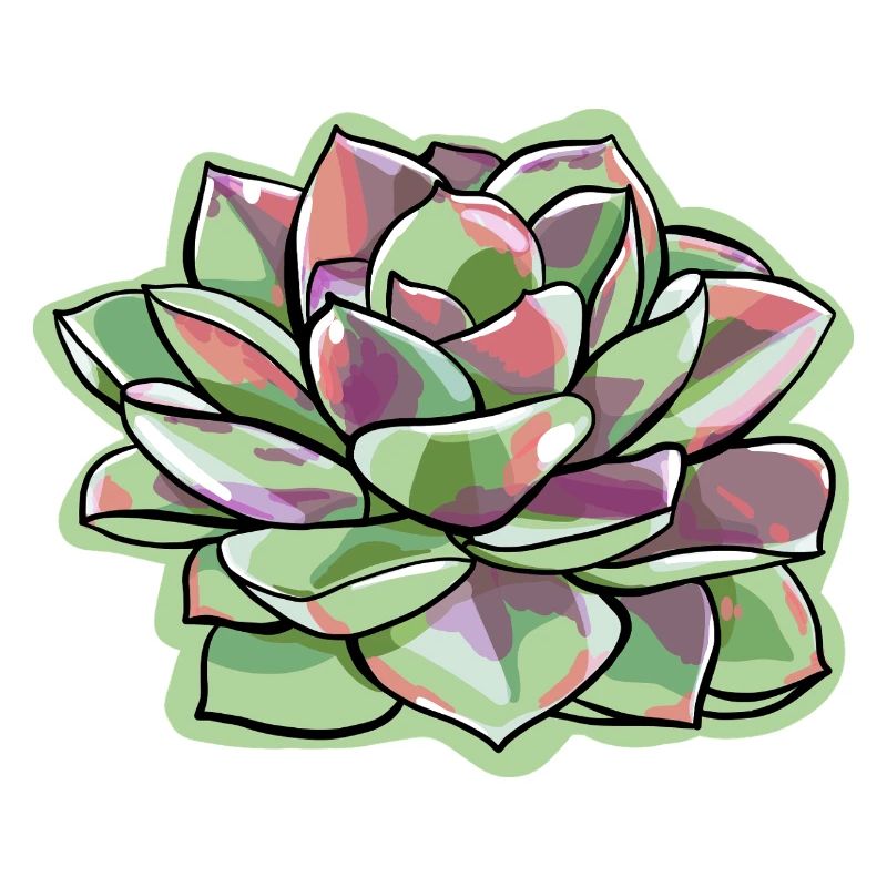 Echeveria Fat Leaf Rosette Succulente