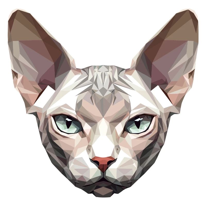 Sphynx Chat Sphynx Chat Chat Canadien Sphinx mignon