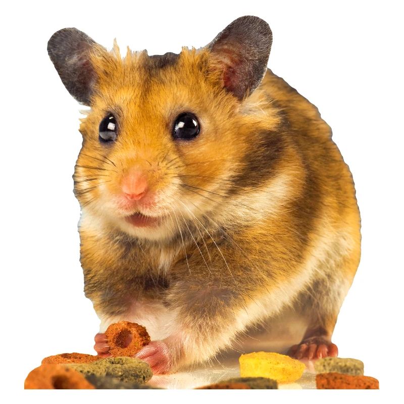 I am hamster