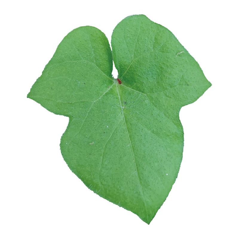 Green_Leaf_-_Tiny_Red_Spider