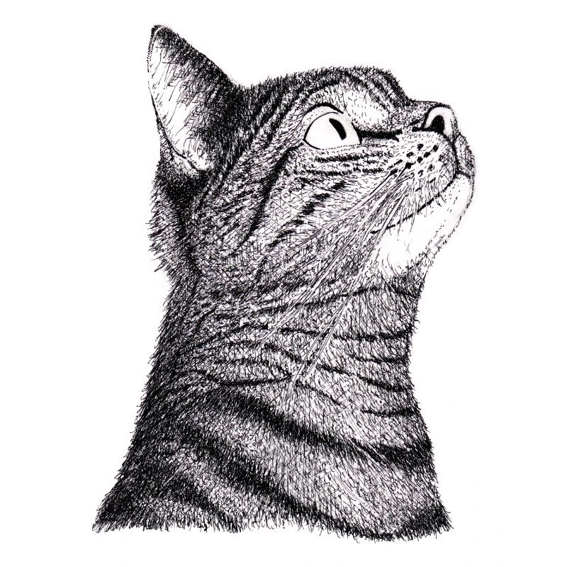 Katze