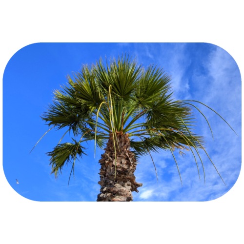Un palmier à Toulon - Sweat à capuche contrasté Ado