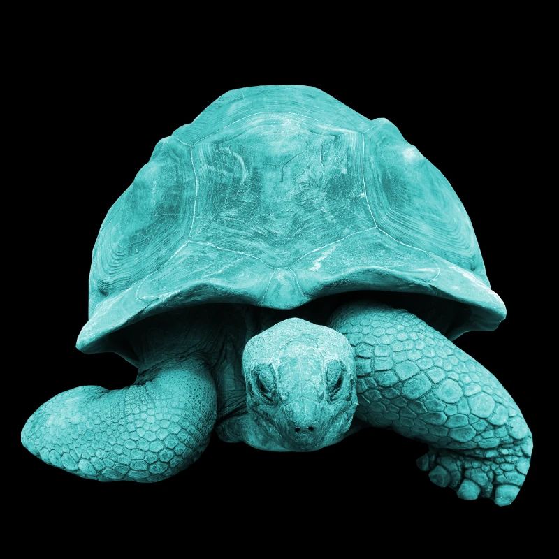 Schildpad Schildpad
