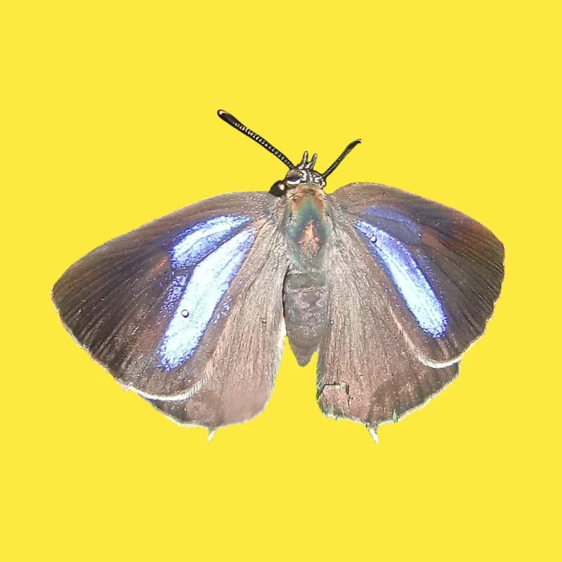 Blauer Eichen-Zipfelfalter