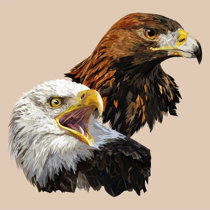 Bald Eagle and Golden Eagle