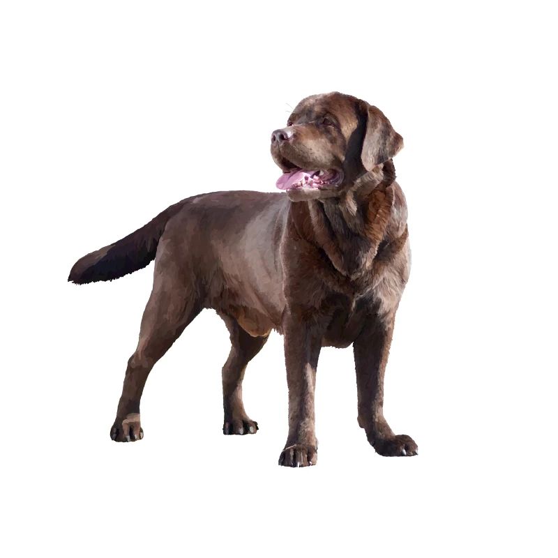 Labrador