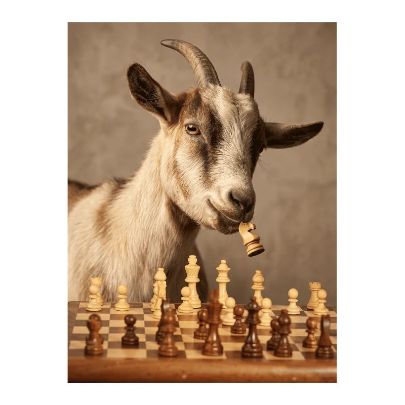 Ziege spielt Schach