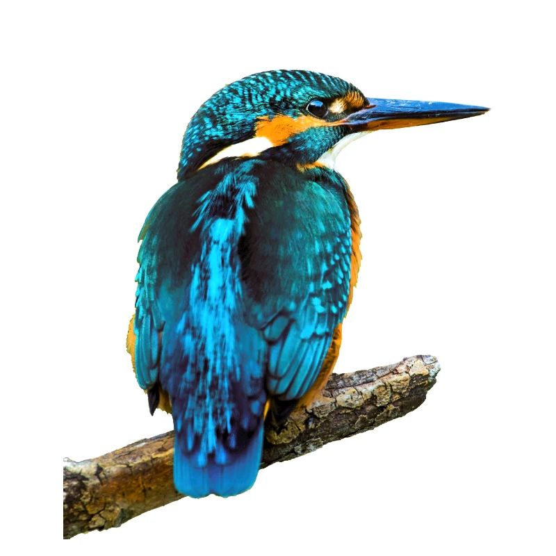 Martin-pêcheur Alcedo à ce