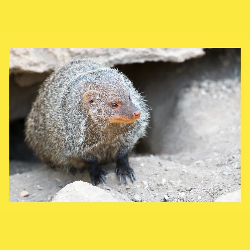 Gebänderte Manguste oder Zebramanguste