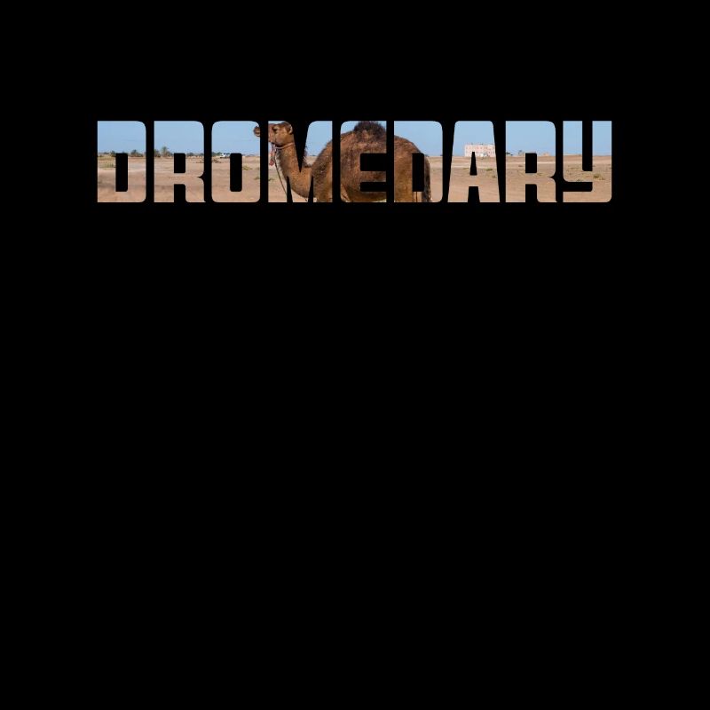 Dromadaire