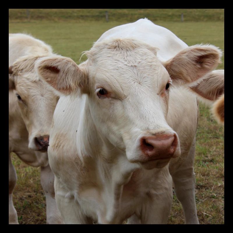 Affiche vache