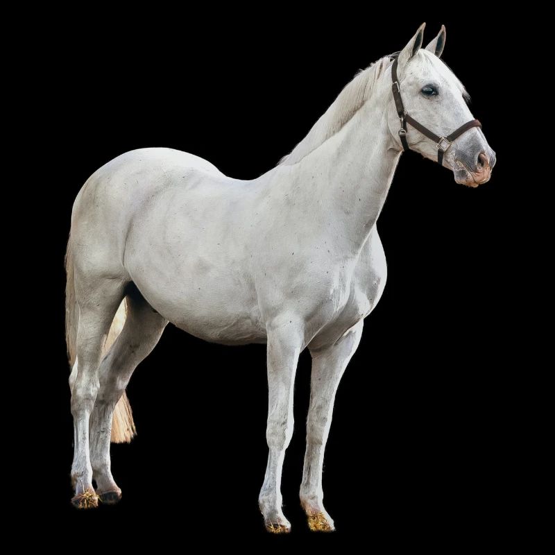 Pferd - Schimmel
