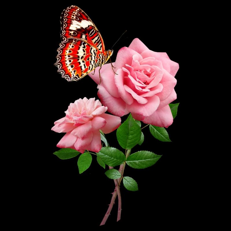 Rosa con bella farfalla rossa