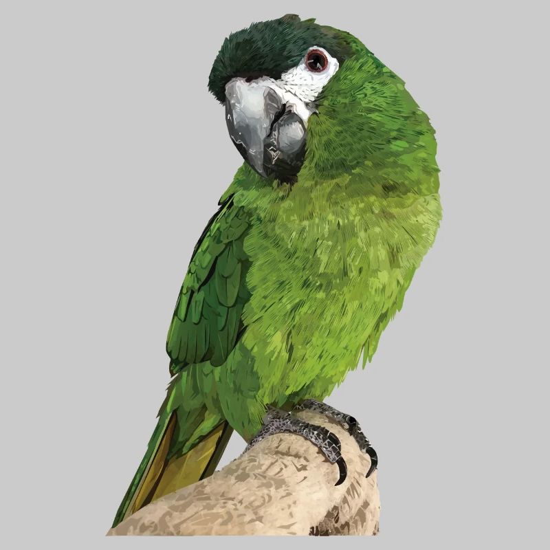 The Noble Macaw