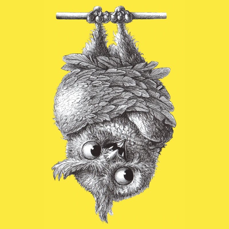 Vampir Eule - Dracula Eule