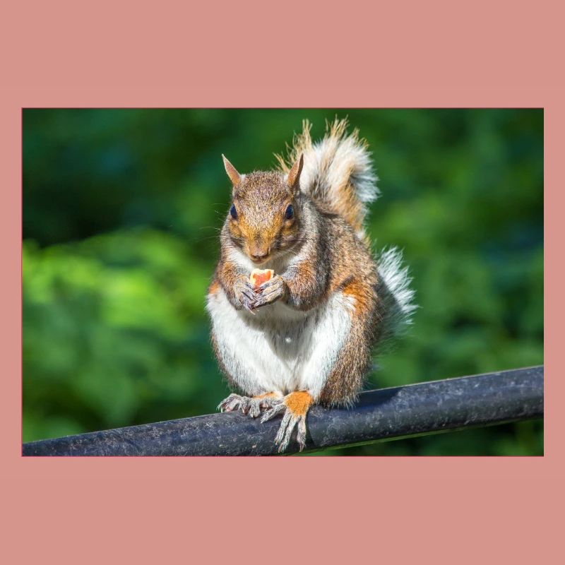 Essen Grauhörnchen Grauhörnchen Sciurus caroline