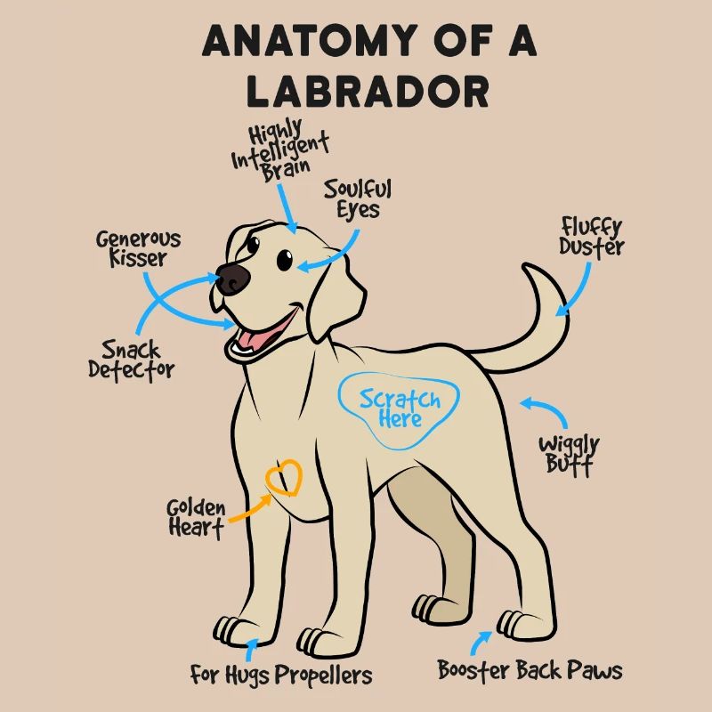 Anatomie Eines Labrador