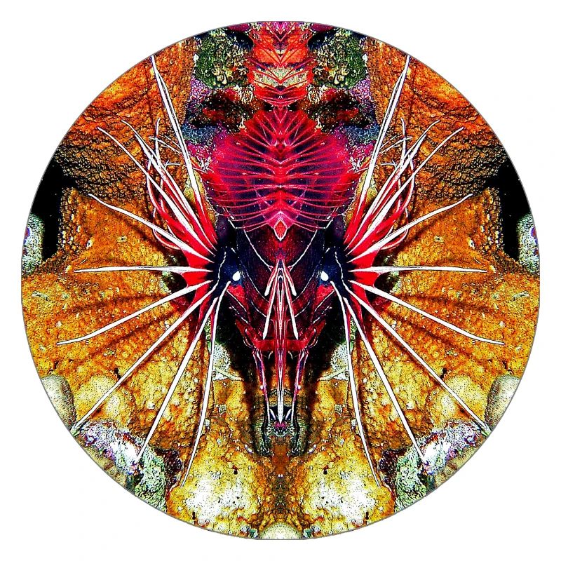 Créatures marines de la nature