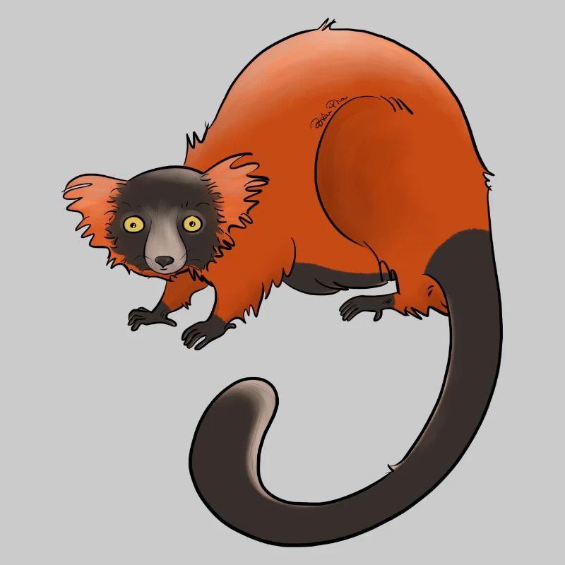 Rufous vari, Lemur oder nichts