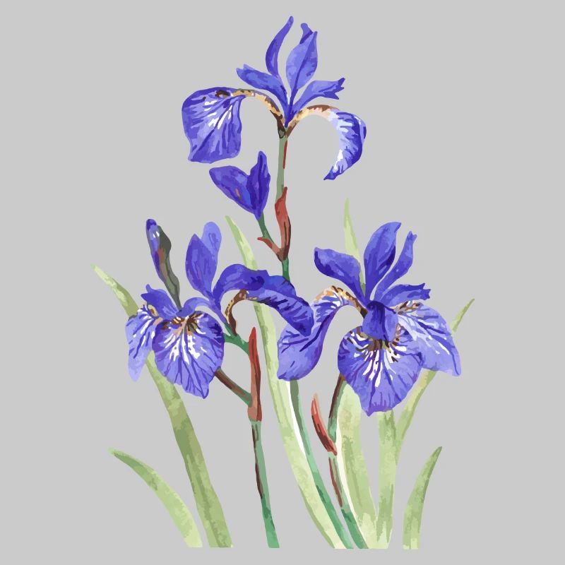 Iris violets
