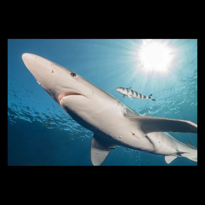 Requin des Açores