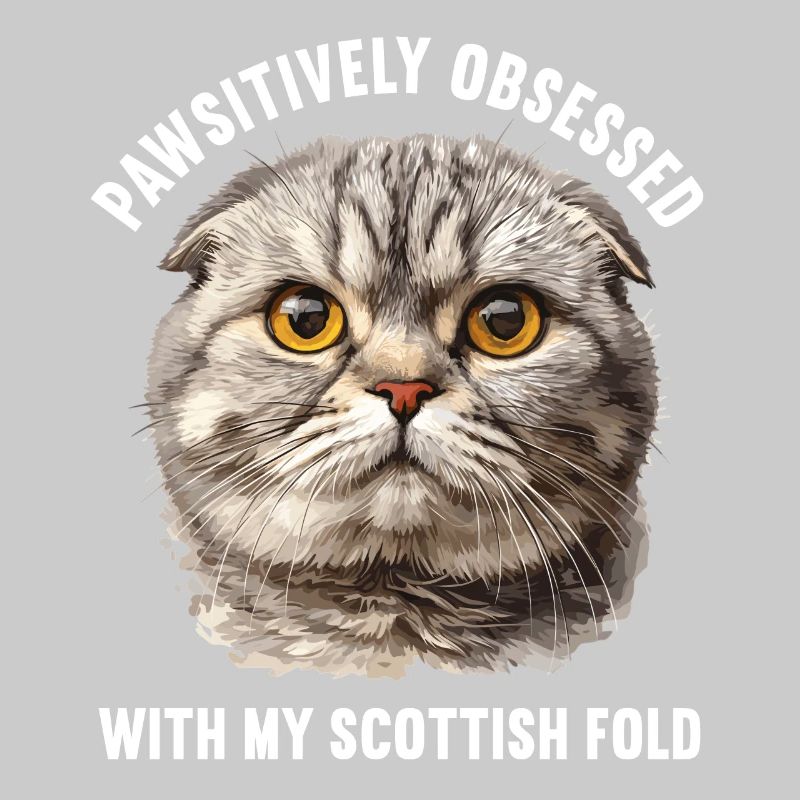 Scottish Fold Kitten Scottish Fold chat