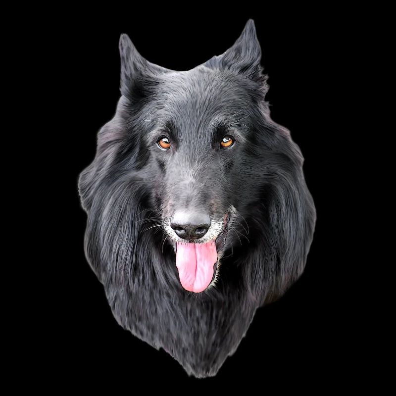 Belgian Shepherd Groenendael