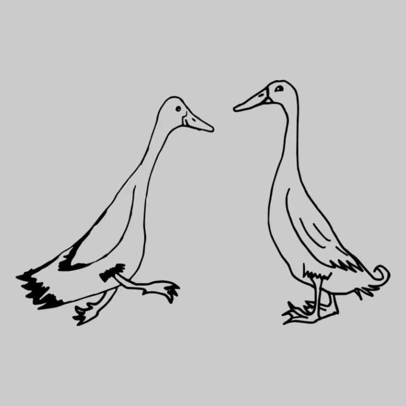 Runner ducks, runner ducks funny ducks