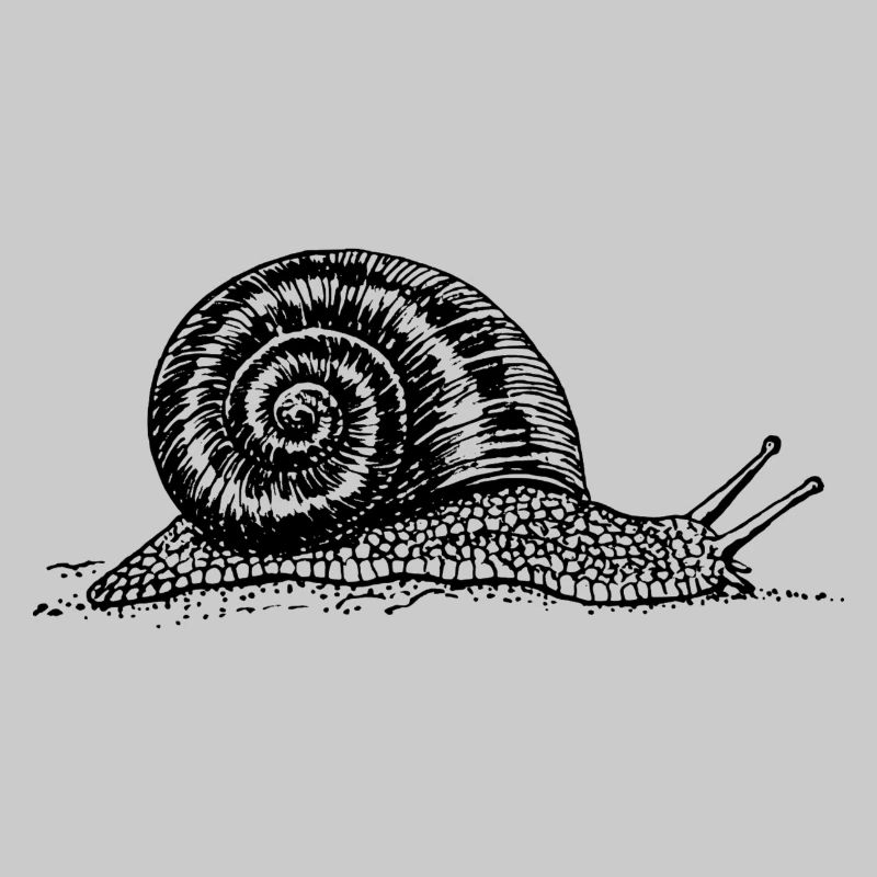 Black and withe snail