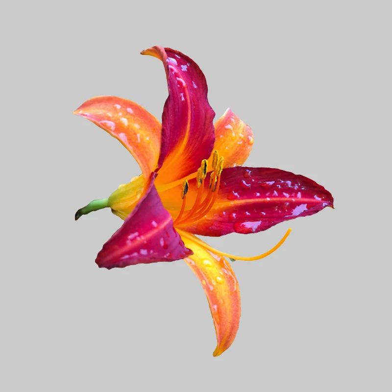 Hémérocalle tropicale - Fleur d’hémérocallis