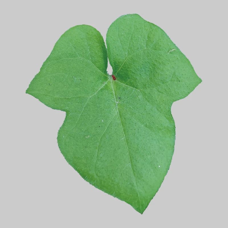 Green_Leaf_-_Tiny_Red_Spider