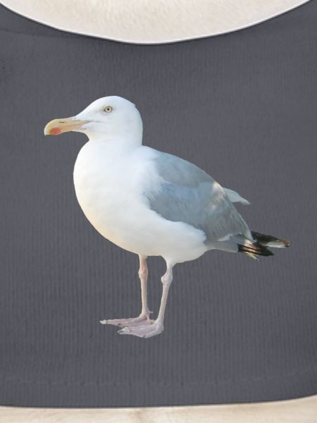 Möwe