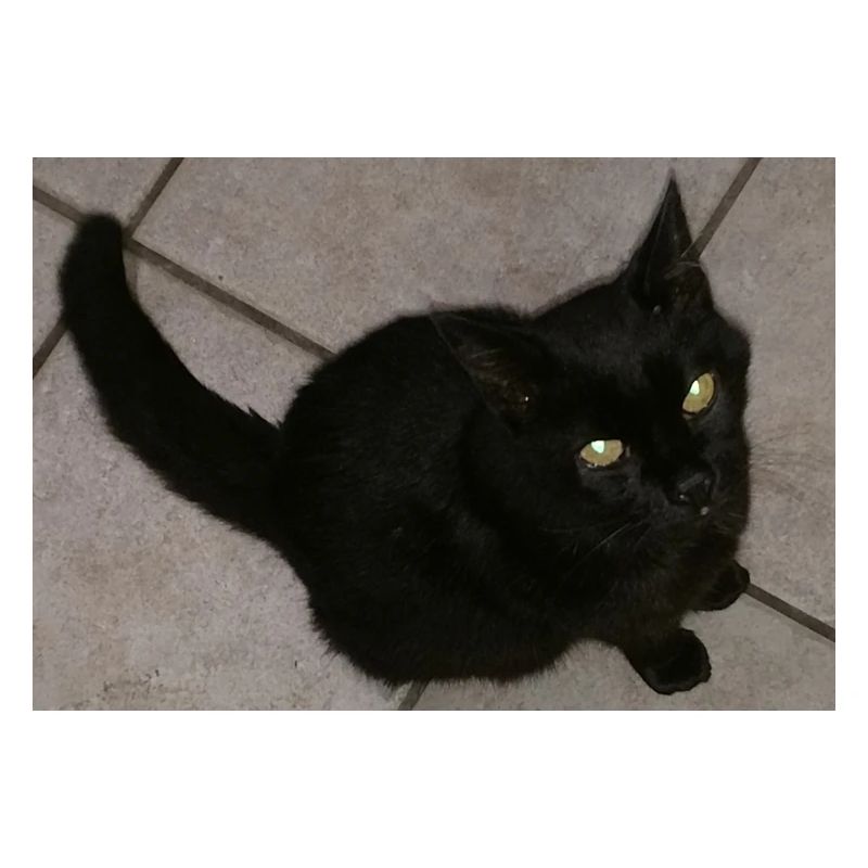 Chat noir
