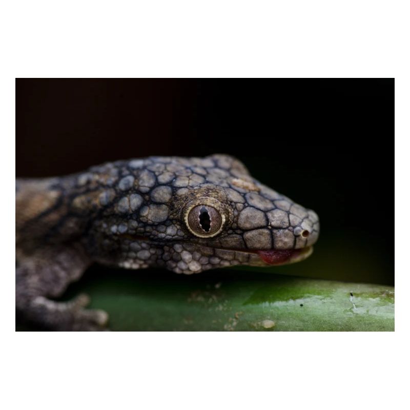 Eurydactylodes symmetricus