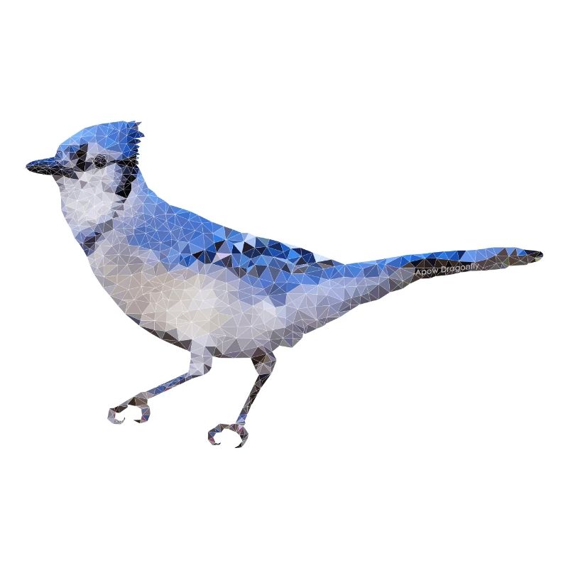 Vogel ~ der blaue Eichelhäher