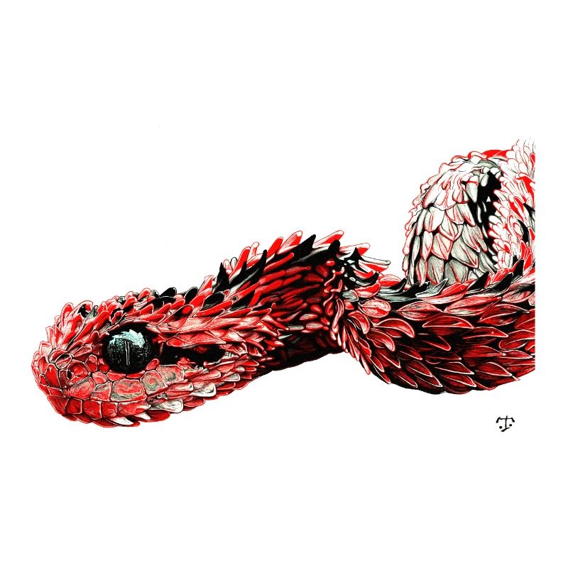Caput Draconis