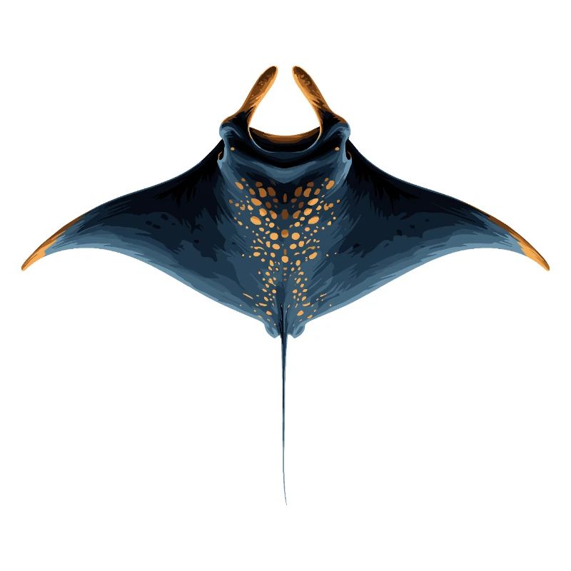 Manta Ray, Devil Ray, Stingray, Diver