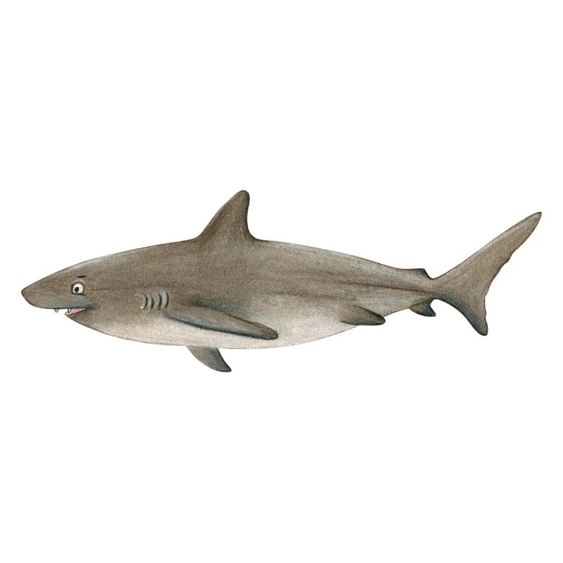 Requin Bronze