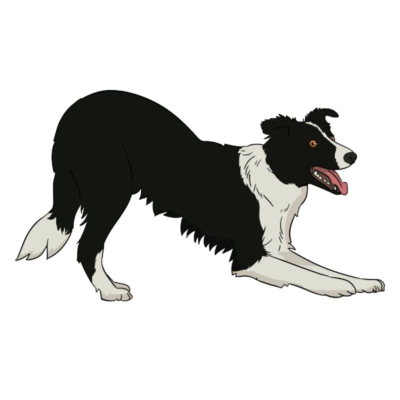 Border Collie
