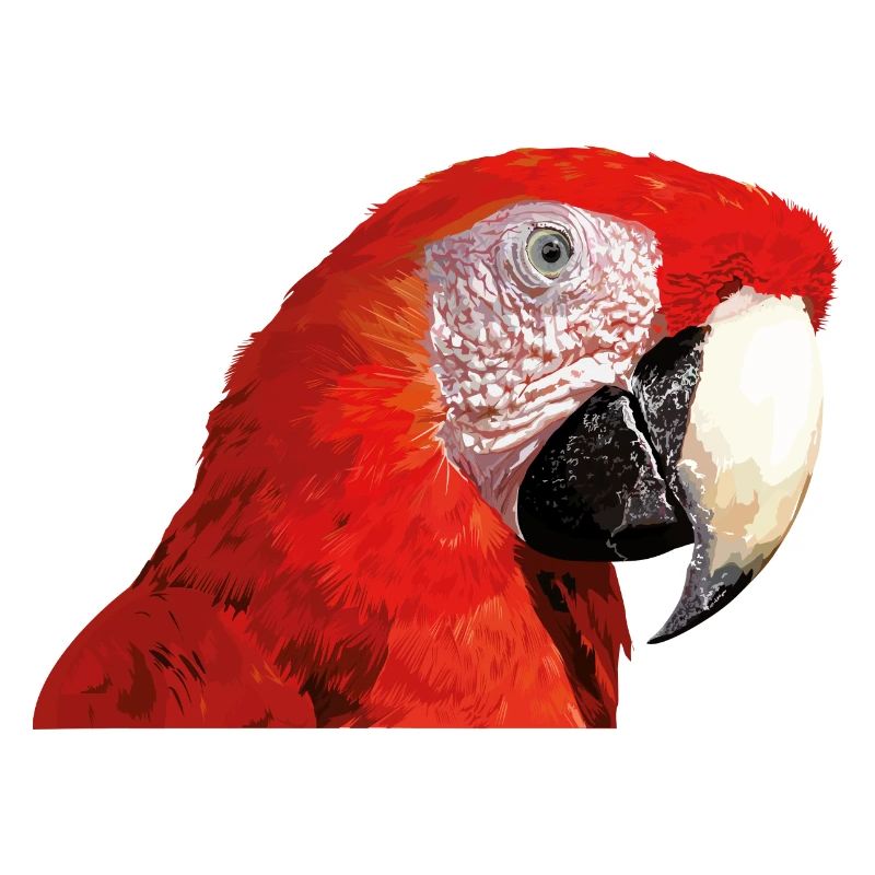 Red macaw