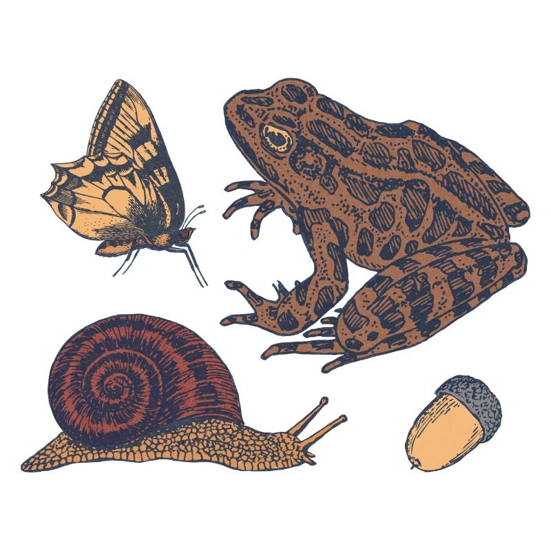 Vintage Nature Illustration: Toad & Butterfly