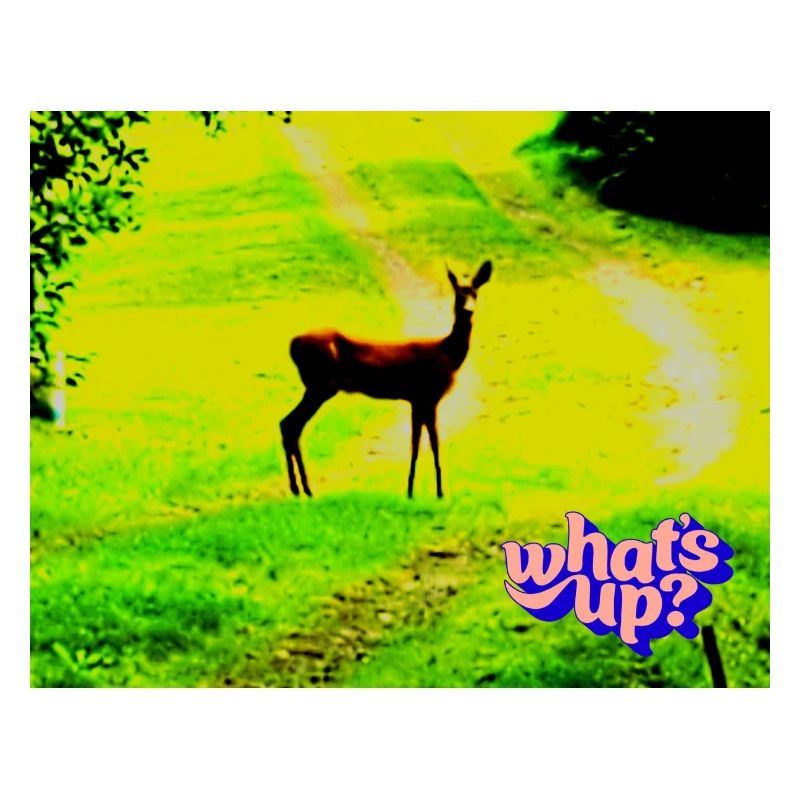whats up