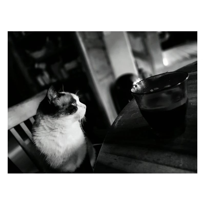 Chat noir et tasse au café