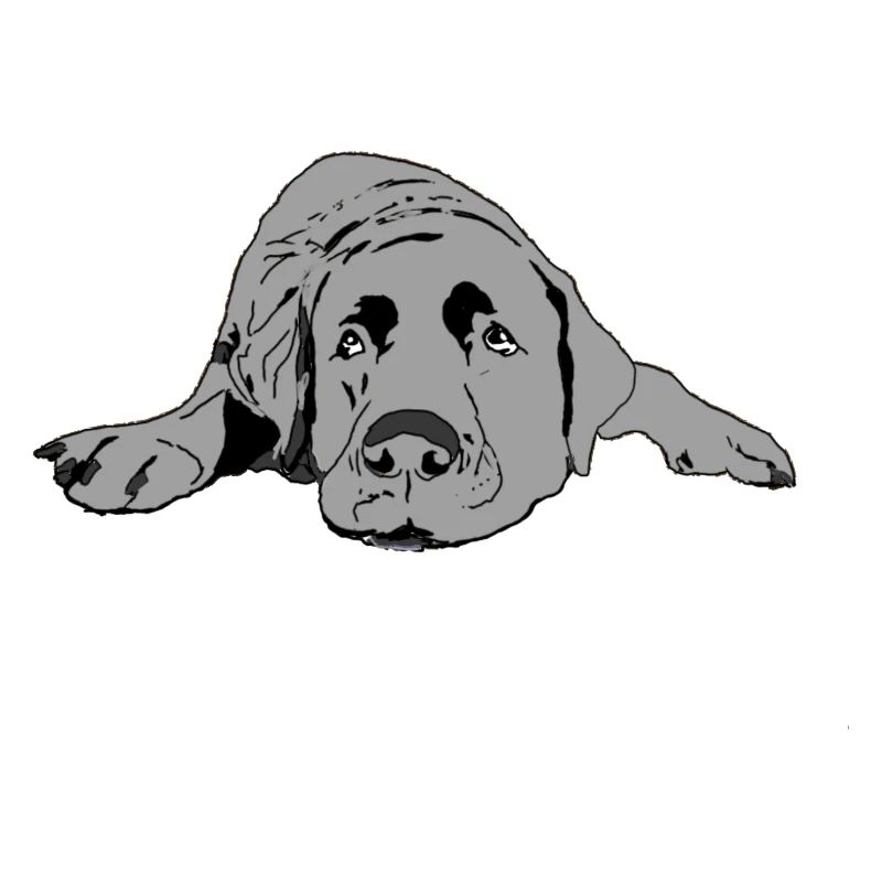 Labrador