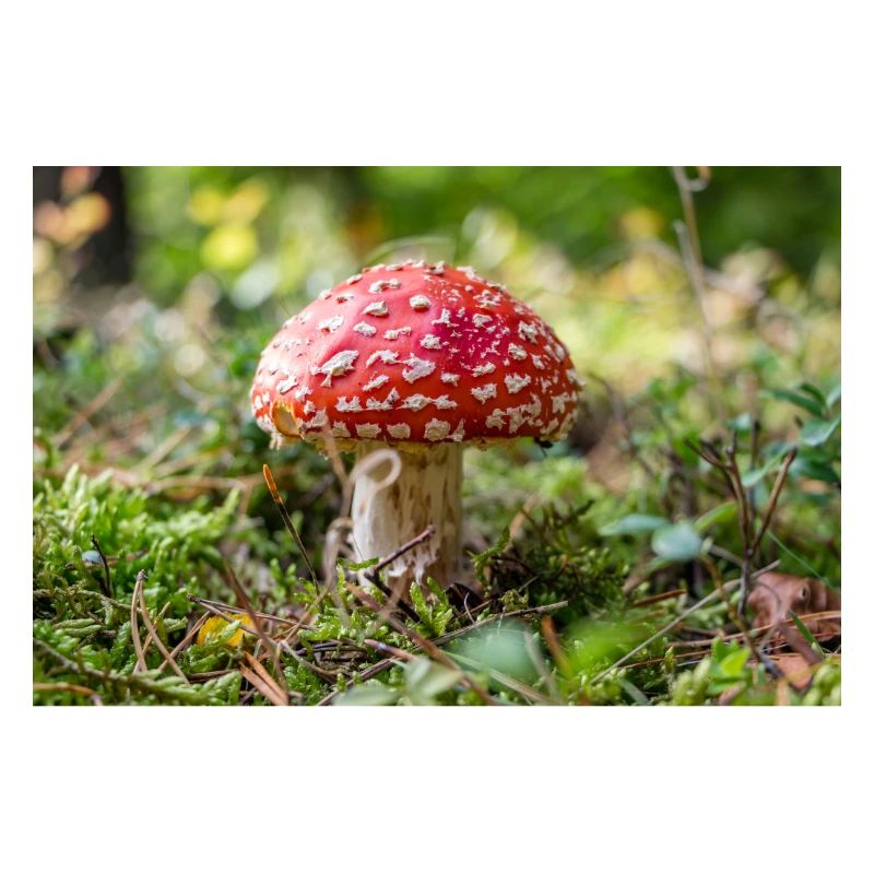 champignon vénéneux