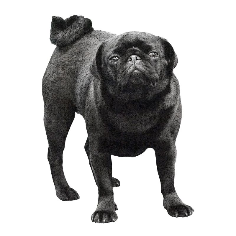 schwarzer Mops